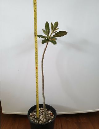 Boswellia Popoviana frankincense rare caudex 4
