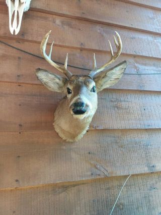 Whitetail Deer Head Mount Cabin Decor Vintage