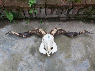 96cmtaxidermy Decor Sheep Horns Sheep Skull Big Horn,  Mounted Vintage