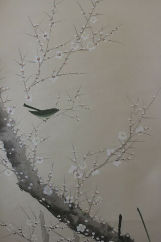 G04j2 梅 White Ume Plum Tree & Bush Warbler Japanese Hanging Scroll