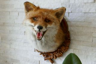 Old Lovely Vintage Premium Fox Head Taxidermy Collectors About 1970