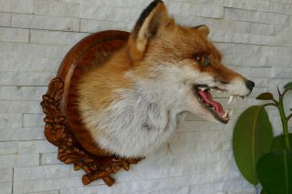 OLD LOVELY VINTAGE PREMIUM FOX HEAD TAXIDERMY COLLECTORS about 1970 2