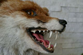 OLD LOVELY VINTAGE PREMIUM FOX HEAD TAXIDERMY COLLECTORS about 1970 3
