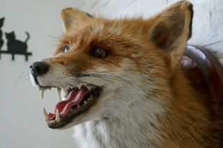 OLD LOVELY VINTAGE PREMIUM FOX HEAD TAXIDERMY COLLECTORS about 1970 4