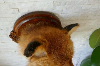 OLD LOVELY VINTAGE PREMIUM FOX HEAD TAXIDERMY COLLECTORS about 1970 6