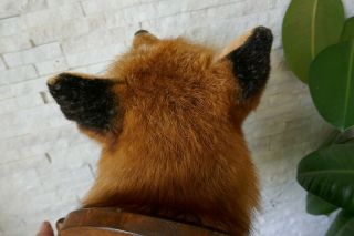 OLD LOVELY VINTAGE PREMIUM FOX HEAD TAXIDERMY COLLECTORS about 1970 8