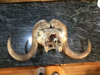 Musk Ox Skull Plate And Horns Rare,  Rare
