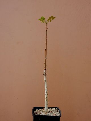 Boswellia Ameero - Succulent - Caudex - Rare - Socotra - Seedling