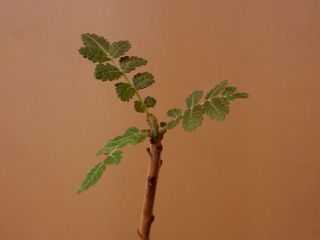 Boswellia ameero - Succulent - Caudex - Rare - Socotra - Seedling 2