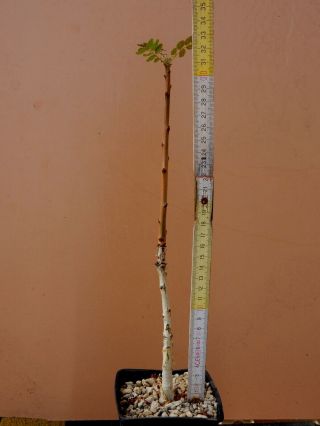 Boswellia ameero - Succulent - Caudex - Rare - Socotra - Seedling 3