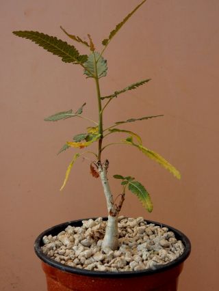 Boswellia Popoviana - Succulent - Caudex - Rare - Socotra - Seedling