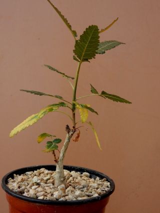 Boswellia popoviana - Succulent - Caudex - Rare - Socotra - Seedling 2