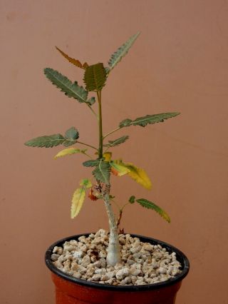 Boswellia popoviana - Succulent - Caudex - Rare - Socotra - Seedling 3