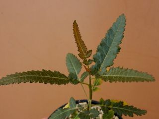 Boswellia popoviana - Succulent - Caudex - Rare - Socotra - Seedling 4
