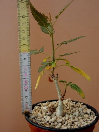 Boswellia popoviana - Succulent - Caudex - Rare - Socotra - Seedling 5