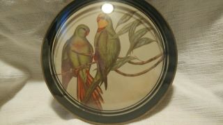 Vintage Peter Watsons Studio Round Convex Bubble Glass Parrot Birds Picture