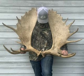 Huge Vtg Alaskan Moose Antler Pair 13.  8 & 15.  4 Lbs Taxidermy Mount Shed 31 " Tall