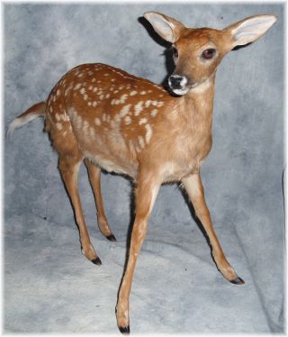 Whitetail Fawn Life Size Taxidermy Mount Rare