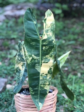 Variegated Philodendron Billietiae Orange Petioles The Most Wanted Rare Aroid
