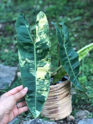 VARIEGATED PHILODENDRON BILLIETIAE Orange Petioles The Most Wanted Rare Aroid 5