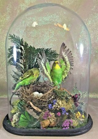 2 Taxidermy Parakeet Antique Victorian Style Oval Dome Budgerigars Bird