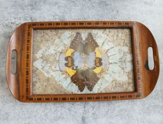 Vintage Butterfly Wing Iridescent Art Serving Wood Tray Inlay Border