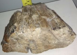 Antique pre embargo Cuban Petrified wood from their enigmatic fossil forest. 10