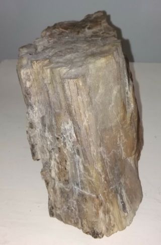 Antique pre embargo Cuban Petrified wood from their enigmatic fossil forest. 3