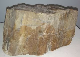 Antique pre embargo Cuban Petrified wood from their enigmatic fossil forest. 4
