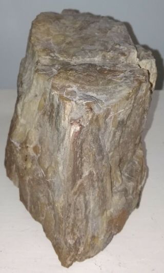 Antique pre embargo Cuban Petrified wood from their enigmatic fossil forest. 6