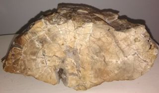 Antique pre embargo Cuban Petrified wood from their enigmatic fossil forest. 7