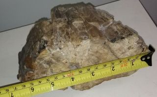 Antique pre embargo Cuban Petrified wood from their enigmatic fossil forest. 8