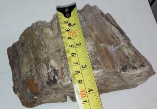 Antique pre embargo Cuban Petrified wood from their enigmatic fossil forest. 9