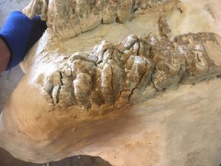 GOMPHOTHERE LOWER JAW SECTION RARE MULTIPLE TEETH FOSSIL MASTODON MAMMOTH 2