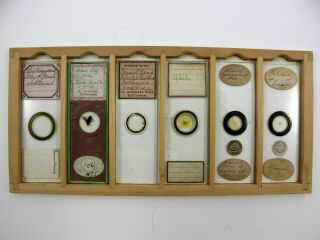 Cased Set of 36 Victorian Antique Microscope Slides. 6