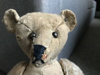 13” Early ANTIQUE STEIFF TEDDY BEAR Shoe Button Eyes W/ Old FF Button Tattered 2