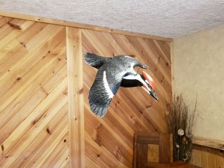 Pileated Woodpecker Wood Carving Flying Woodpecker Duck Decoy Casey Edwards