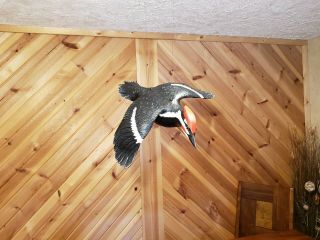 Pileated woodpecker wood carving flying woodpecker duck decoy Casey Edwards 2