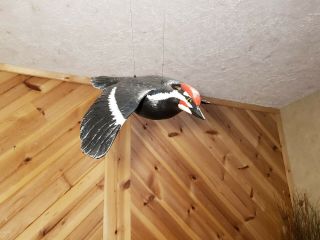 Pileated woodpecker wood carving flying woodpecker duck decoy Casey Edwards 3