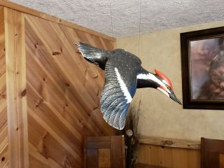 Pileated woodpecker wood carving flying woodpecker duck decoy Casey Edwards 4