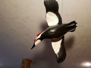 Pileated woodpecker wood carving flying woodpecker duck decoy Casey Edwards 6