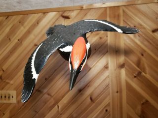 Pileated woodpecker wood carving flying woodpecker duck decoy Casey Edwards 7