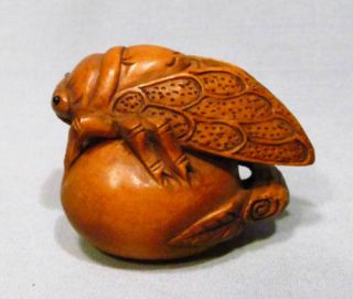 19th Japanese Handmade Boxwood Wood Netsuke " Cicada " Figurine Carving 06
