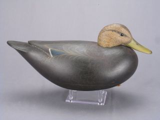 Outstanding Hollow Black Duck Decoy By Marty Collins Of Wareham,  Ma