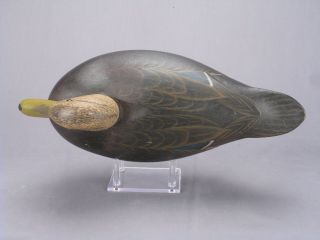 OUTSTANDING HOLLOW BLACK DUCK DECOY BY MARTY COLLINS OF WAREHAM,  MA 3