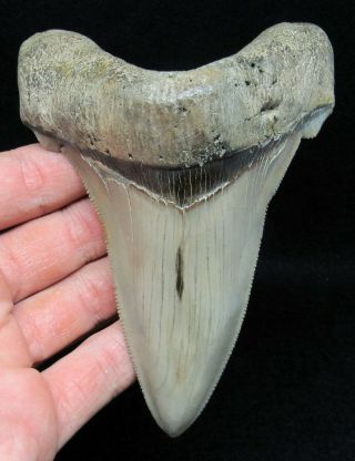 Huge Ultra Rare 5.  02 " Fossil Angustidens Shark Tooth - Not Megalodon