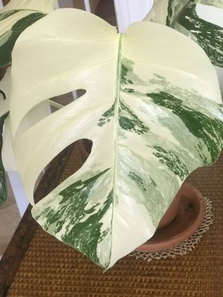 EXTRM WHITE Variegated Top cut.  Rare Monstera Deliciosa Borsigiana Albo Variegata 5