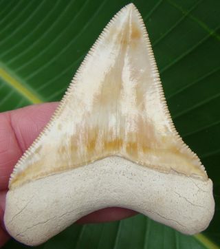 Megalodon Shark Tooth - 2 & 3/4 - GOLDEN YELLOW - ULTRA RARE - BONE VALLEY 2