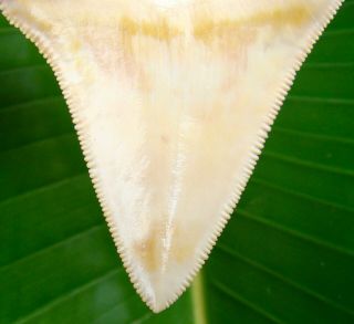 Megalodon Shark Tooth - 2 & 3/4 - GOLDEN YELLOW - ULTRA RARE - BONE VALLEY 3