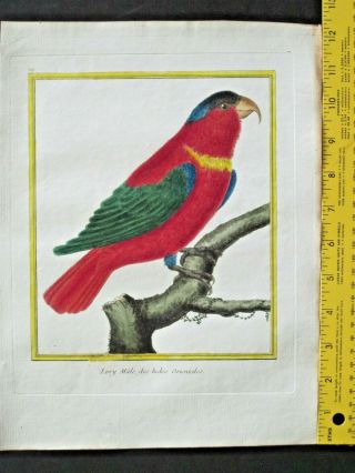 Parrot,  Lory Male,  Des Indes Orientales,  Buffon,  Histoire Naturelle,  1765 - 83